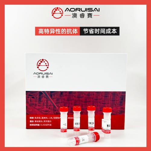 Cyclooxygenase 2 Rabbit pAb