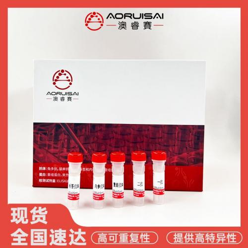 重组抗人Her-2单克隆抗体